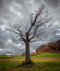Vt Tree